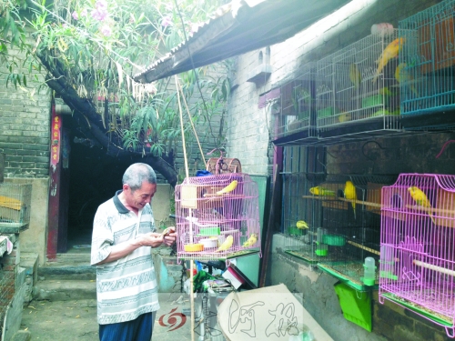 郭家大院的看護(hù)人郭天育老人在給鸚鵡喂食，對(duì)大院，他很不舍。