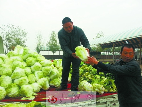 白菜進入大量上市期,但價格卻不便宜。
