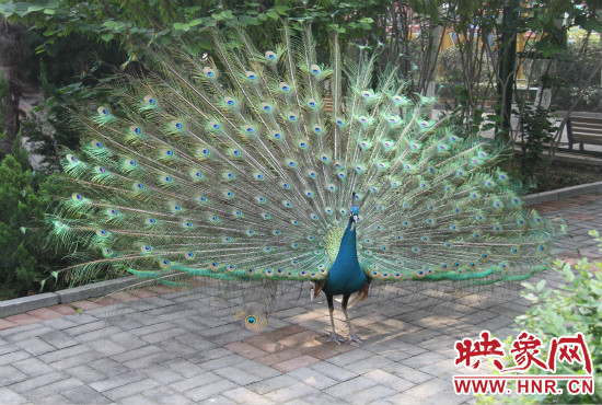 游客們來(lái)到動(dòng)物園可以近距離觀賞孔雀開(kāi)屏。
