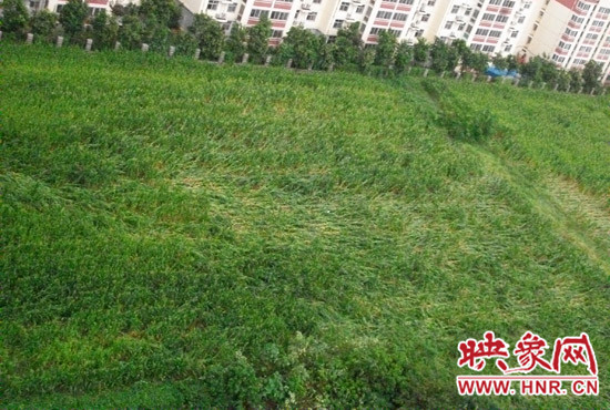 據(jù)映象網(wǎng)網(wǎng)友趙冠召反映，8月7日下午鄭州高新技術(shù)開發(fā)區(qū)突降暴雨冰雹，致使附近農(nóng)田近三分之一玉米倒伏