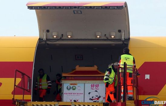 大熊貓“好好”抵達布魯薩爾國際機場。記者 付敬 攝