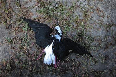 死去的鳥兒達到200多只，還有鳥兒在湖邊淤泥中掙扎著。