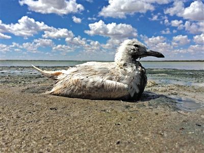 死去的鳥兒達到200多只，還有鳥兒在湖邊淤泥中掙扎著。