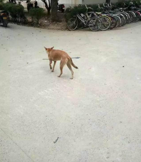 華科大校園內，一條流浪狗腹部被箭射穿，地上留著斑斑血跡。