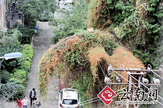 小貓蹲在一根纏滿了藤蔓的樹枝上。