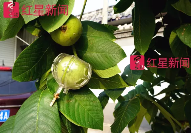 文玩核桃遇冷由幾萬一對降到5元沒人要？商戶否認