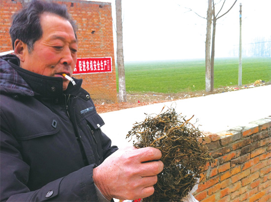 邢瑞亭向記者展示晾曬后的水芹菜，如今這種野菜也成為農(nóng)民餐桌上的香餑餑