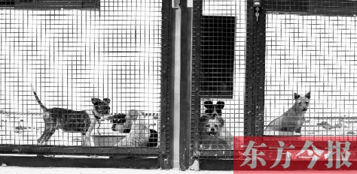 被主人遺棄的小狗暫時(shí)寄居在鄭州市犬只收容中心內(nèi)，如果沒(méi)有人來(lái)認(rèn)領(lǐng)，他們將被處以安樂(lè)死