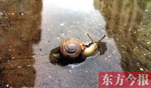 堵車(chē)俺不怕，就怕發(fā)大水，這不，一大早蹚水過(guò)街，現(xiàn)在已經(jīng)是下午了，俺還在馬路中間呢