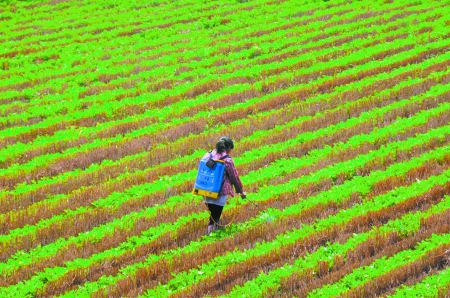 6月28日，內(nèi)黃縣東莊鎮(zhèn)馬固村農(nóng)民在花生地里噴施農(nóng)藥。
