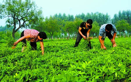 7月16日，內(nèi)黃縣后河鎮(zhèn)余莊村村民在花生地里除草。
