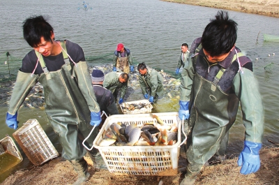 3月18日，漁民在溫縣黃河鯉魚生態(tài)養(yǎng)殖基地捕魚，近日，溫縣3000畝黃河鯉魚生態(tài)養(yǎng)殖基地的頭茬魚開始