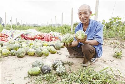 種的是“三白瓜”，長出來的瓜非常雜，其中最多的是本地甜面瓜，俗稱“一窩猴”