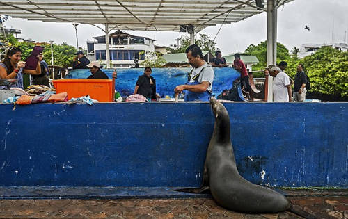 海獅變魚(yú)攤?？?排隊(duì)“購(gòu)買(mǎi)”金槍魚(yú)