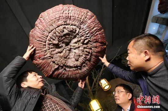 鄭州現(xiàn)巨型靈芝 最大直徑1.5米生長(zhǎng)年份超過200年