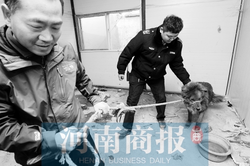 麻藥起作用后，這只藏獒被執(zhí)法人員控制