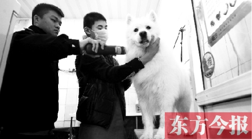昨天，鄭州城管首次進寵物店清查無證犬只