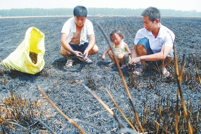 　村民為挽回一點(diǎn)損失，只得撿拾一些燒焦的麥穗。