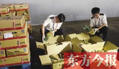 昨日，檢驗(yàn)檢疫人員正對(duì)剛從臺(tái)灣進(jìn)口的水果進(jìn)行檢驗(yàn)