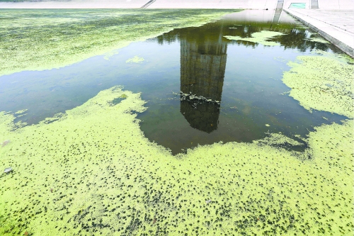 幾近干涸、臭氣熏天、長(zhǎng)滿(mǎn)水草的東風(fēng)渠，已不見(jiàn)往日容顏　 記者 侯建勛/攝