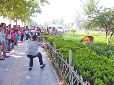 工作人員悄悄走近梅花鹿，準(zhǔn)備發(fā)射麻醉針。