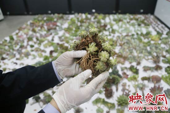 這些被截獲的多肉植物郵件面單上的品名大多申報為“禮物”、“衣服”等，屬于瞞報行為。