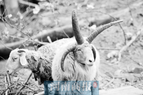 “咩……我的原主人說(shuō)，他養(yǎng)了一輩子羊，也沒(méi)見(jiàn)過(guò)我這種情況”