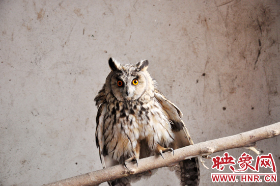 據(jù)了解，長耳鸮屬于夜行動物，是一種益鳥，主要捕食鼠類。