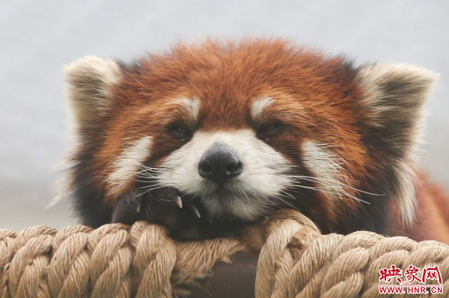 小熊貓在世界各動物園中是相當(dāng)受歡迎的動物。