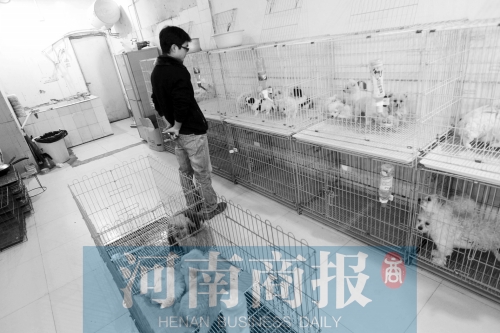市民反映，淮河路“緣寵”寵物店曾出售疑似患病的狗