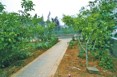 路兩邊是核桃樹(shù)，而路的盡頭救助野生鳥(niǎo)類(lèi)的籠子，鴨子和鵝占了鵲巢