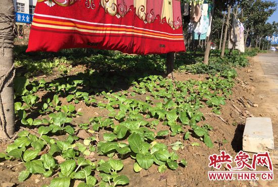 西四環(huán)中原路交叉口，大片生態(tài)廊道被毀，變成私家菜園。