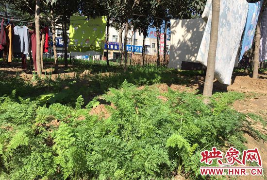 西四環(huán)中原路交叉口，大片生態(tài)廊道被毀，變成私家菜園。