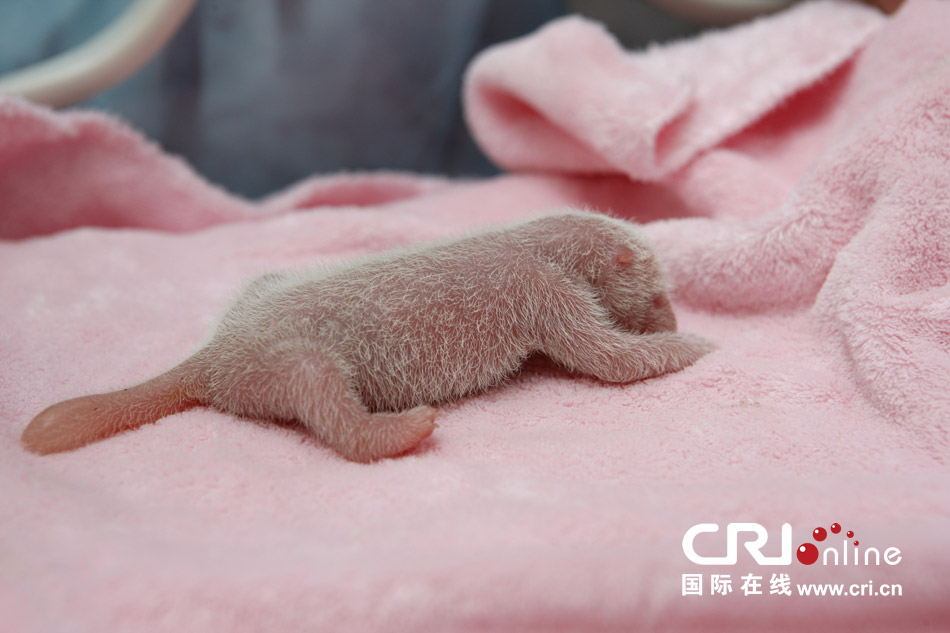 2013年7月11日，成都大熊貓繁育研究基地月亮產(chǎn)房，新生大熊貓寶寶在育嬰箱里憨態(tài)可掬。