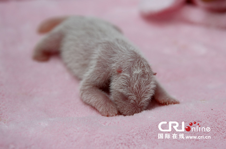 2013年7月11日，成都大熊貓繁育研究基地月亮產(chǎn)房，新生大熊貓寶寶在育嬰箱里憨態(tài)可掬。