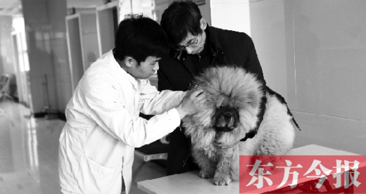 在一家大型寵物醫(yī)院里，生病的狗狗正在接受治療