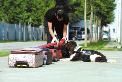 搜油犬正在進(jìn)行日常訓(xùn)練。