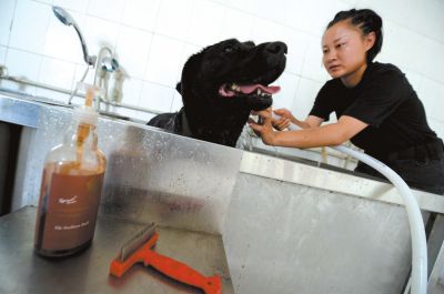 天熱時(shí),搜油犬會(huì)天天洗澡。