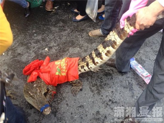 車上的鱷魚爬上路面。記者 向帥