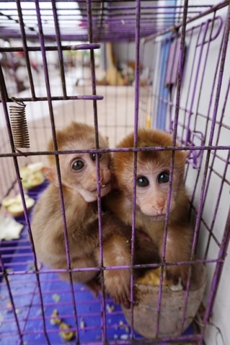 獼猴、麂子、白鷴、果子貍、豪豬、豺狗、熊、竹鼠等國家保護(hù)野生動物或瀕危物種，在此成為各路食客的盤中餐