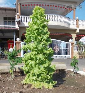 馬口親善花園居民李亞德種出“高人一等”的生菜，這棵3英尺高的生菜好像圣誕樹，令人稱奇。