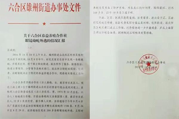 交匯點(diǎn)10月10日消息， 10日晚上，一則消息在南京人的朋友圈和微信群里瘋傳，網(wǎng)傳消息稱：六合雄州街道山北村一個(gè)農(nóng)莊私自養(yǎng)眼鏡蛇，幾天前突然跑出來(lái)了，估計(jì)二三百條。交匯點(diǎn)記者向六合區(qū)委宣傳部相關(guān)人士求證，證實(shí)了此事確實(shí)發(fā)生。