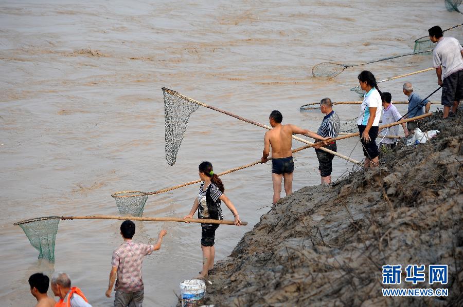 7月6日,在山西省平陸縣黃河岸邊,人們?cè)诤舆叢稉泣S河“流魚(yú)”。