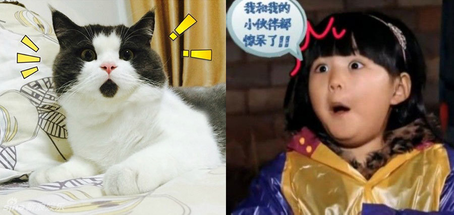 不小心就撞臉了！盤點動物界的明星相