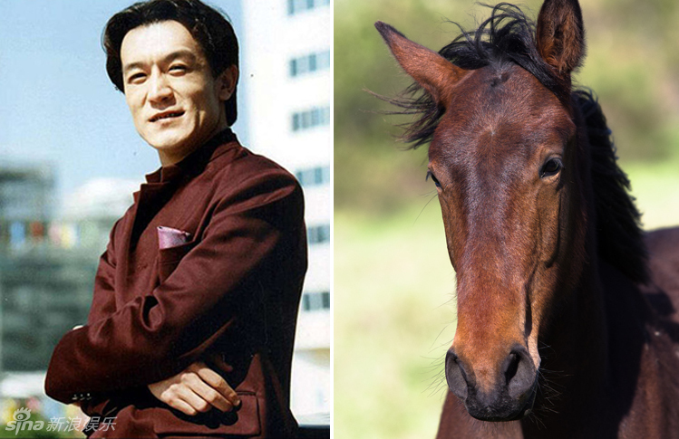 不小心就撞臉了！盤點動物界的明星相