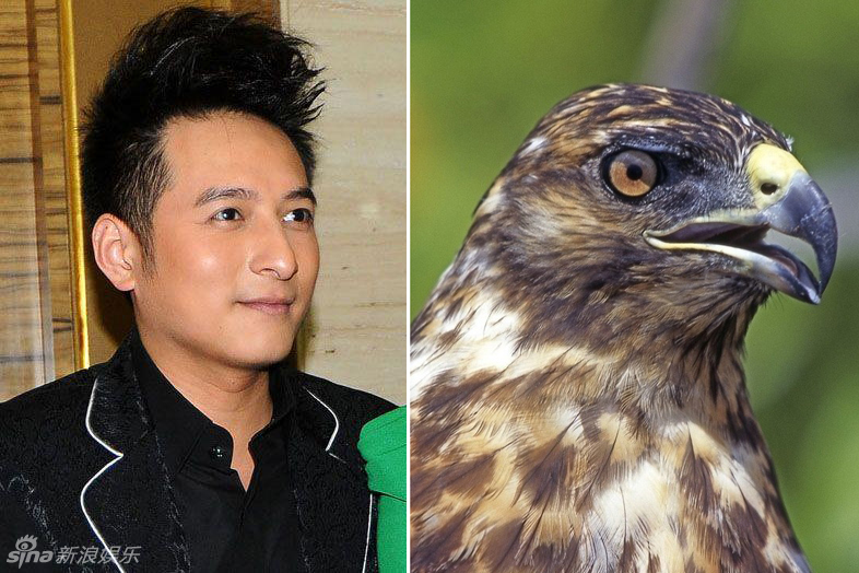 不小心就撞臉了！盤點動物界的明星相