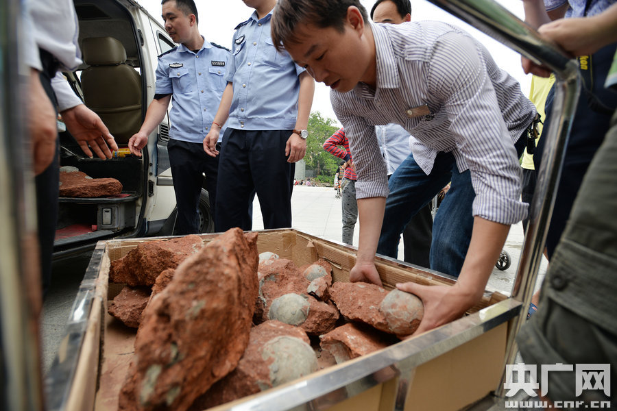 2015年4月19日，廣東河源，道路改造施工現(xiàn)場，挖出一大窩恐龍蛋化石。
