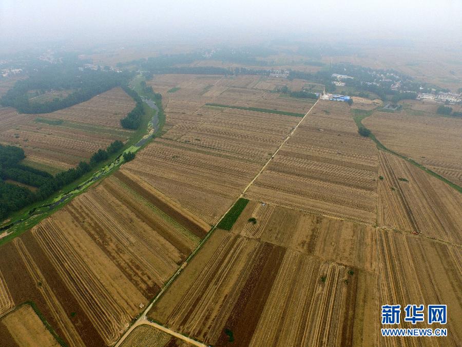 這是5月28日在河南省南陽市唐河縣甘河灣村航拍的麥?zhǔn)宅F(xiàn)場。
