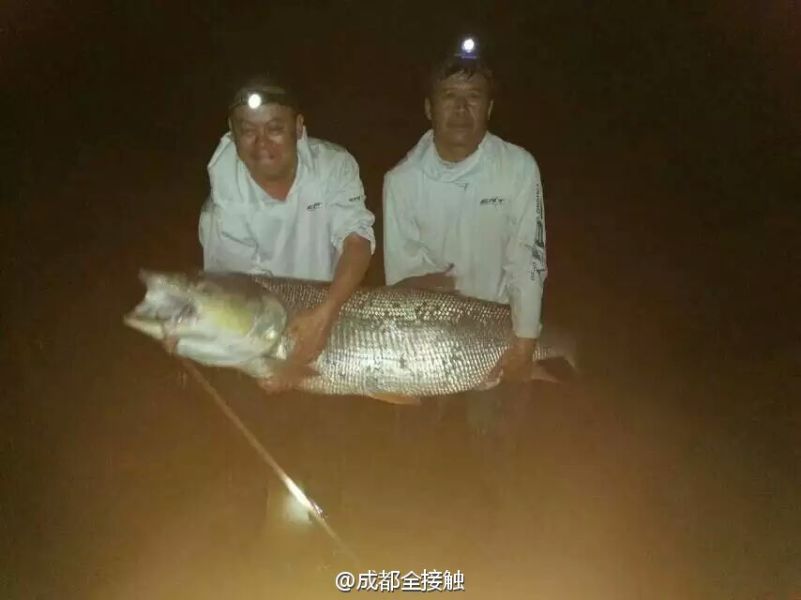 　圖為大魚(yú)需要兩個(gè)人抱起。