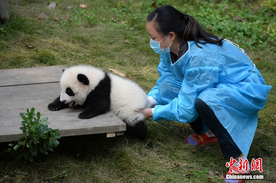 一名飼養(yǎng)員正幫助一只小大熊貓練習攀爬。